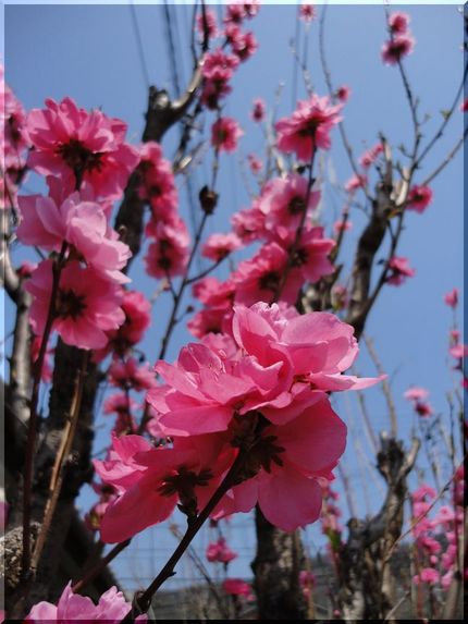 確実に春ですね、花桃！(^_-...