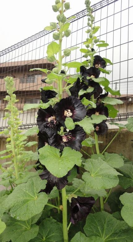黒い葵