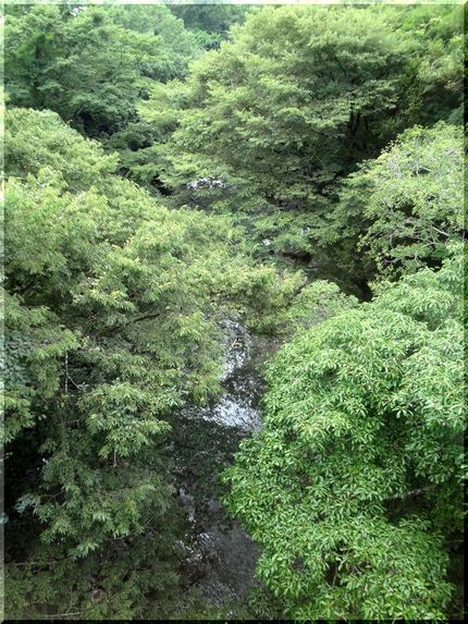 霧の森で川遊び