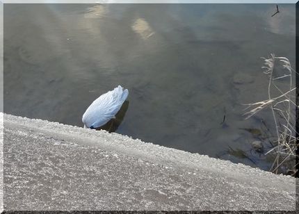 青サギ、朝食中？　　　　Ｗ16...