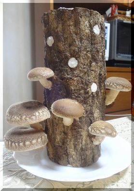 椎茸その後3
