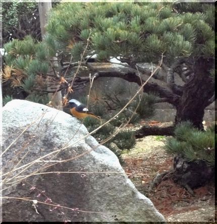 ジョウビタキかな？