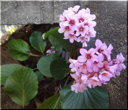walkingでみた花（2）　...