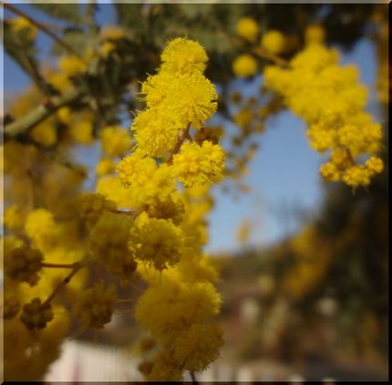 walkingでみた花（3）　...