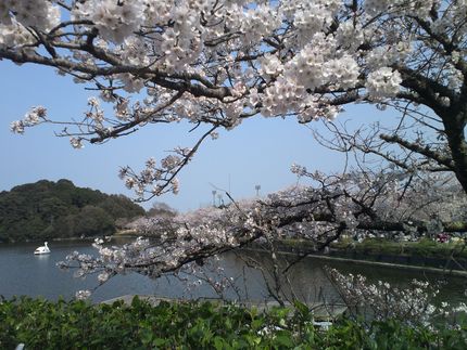 お花見サンデー