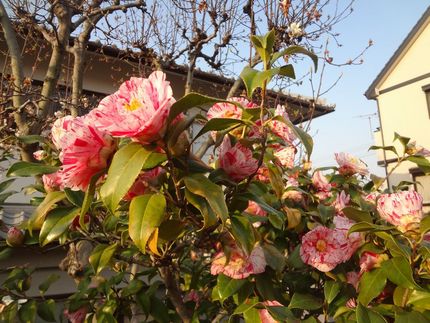 桜ばかりじゃない･･･