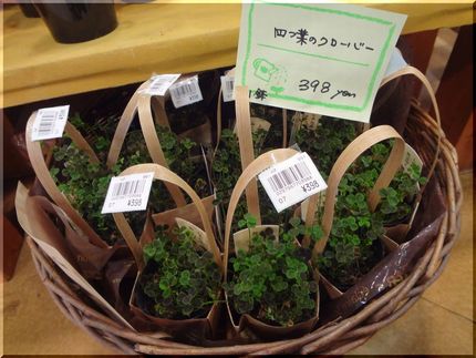 野でみつけてこその四つ葉のクロ...