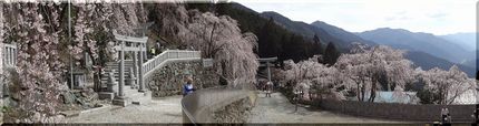 川井峠の枝垂れ桜