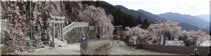 川井峠の枝垂れ桜