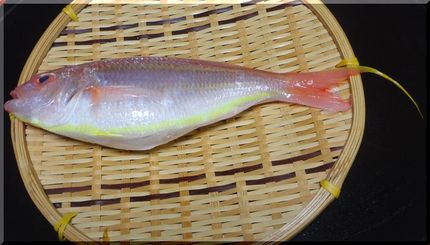 綺麗なお魚「いとより」－201...