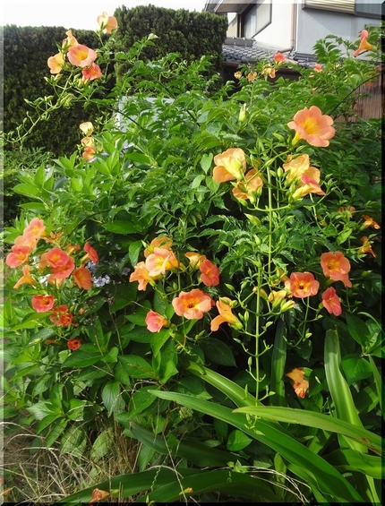 凌霄花が咲くと、夏ですね