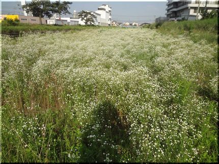 walkingでみた花（23）...