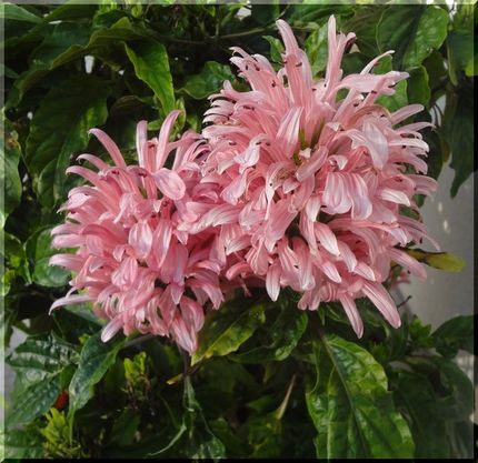 珊瑚花（サンゴバナ）　　　W2...