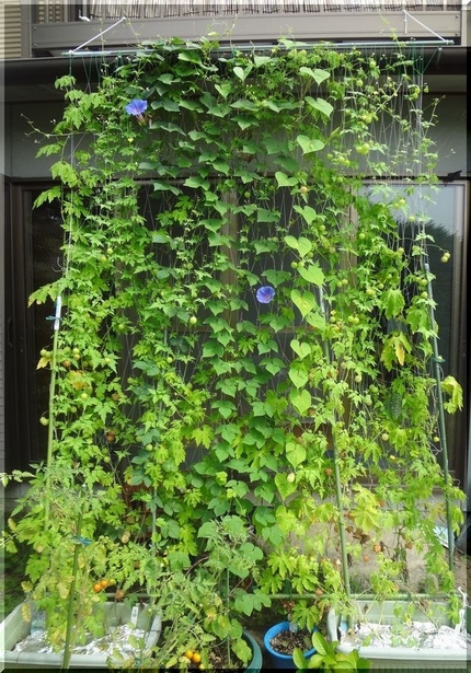 Green curtain