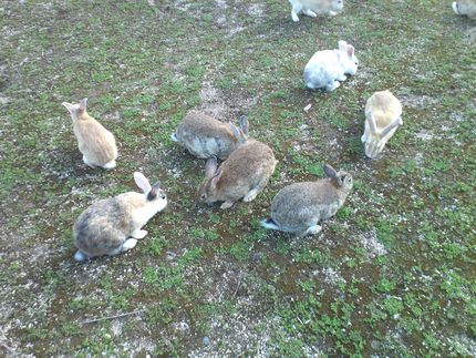 ウサギの島から、おはようござい...