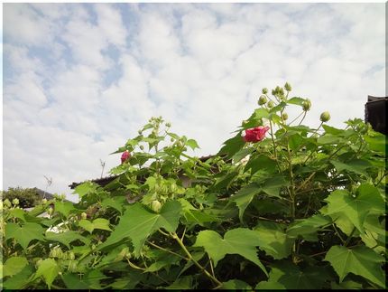 酔芙蓉がやっと咲き始めました　...