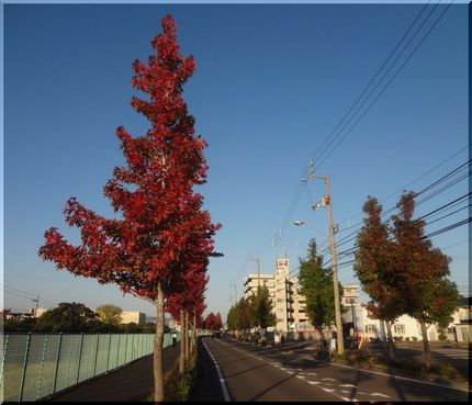 左はくっきり紅葉しました。(^...