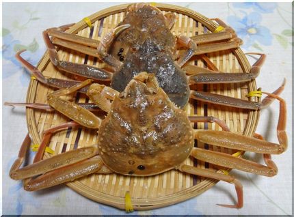 香箱がにを食べると無口になる！...