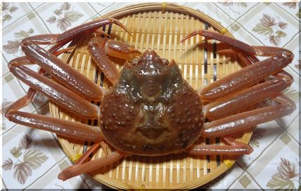 まだ若い、脱皮したばかりのズワ...