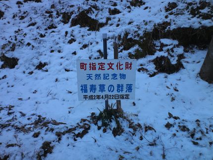 福寿草の里に来ています