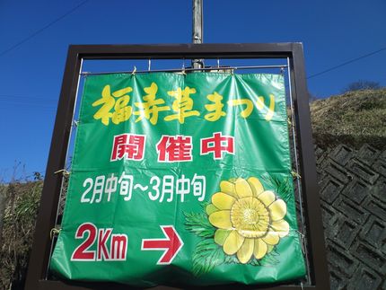 福寿草まつりが始まったんですが