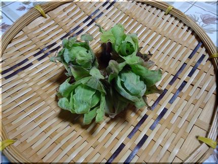 高い蕗のとう！