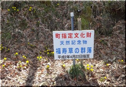 再び大豊町　福寿草の里へ　「福...
