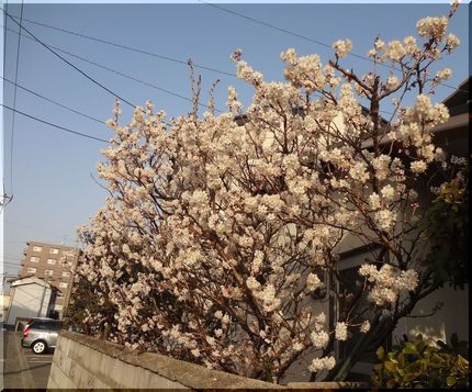 支那の実桜が満開！　　　W33...