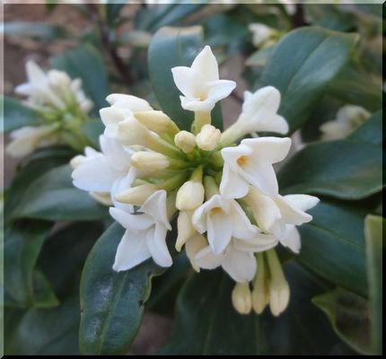 白い沈丁花　　　　W334