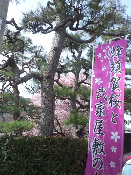 蜂須賀 満開！...