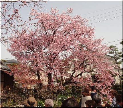 満開の蜂須賀桜です