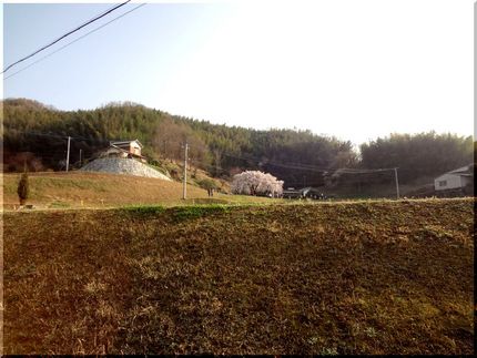田園地区の道端に1本だけ大きく...