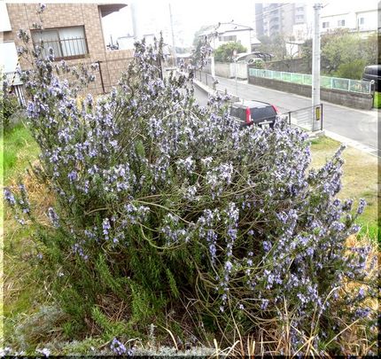 walkingの道路沿いの土手...