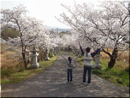 姫が写した桜
