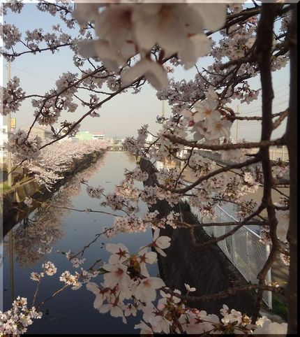 春の嵐、最後の桜かも　　W34...