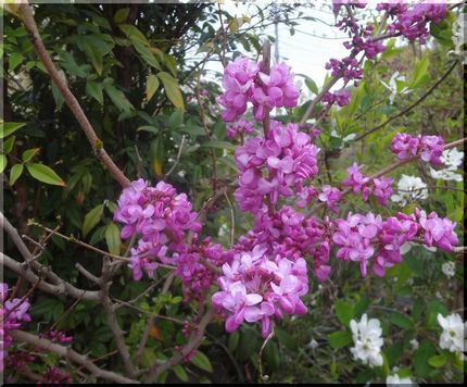 花蘇芳 （はなずおう）