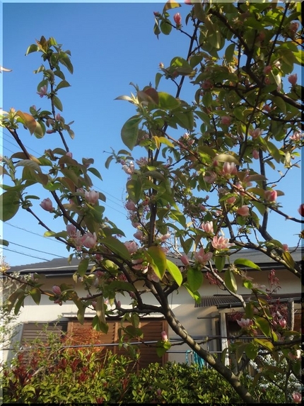 間違いなく花梨でした　　W35...