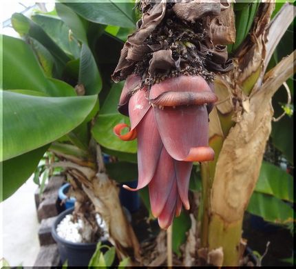 バナナの花