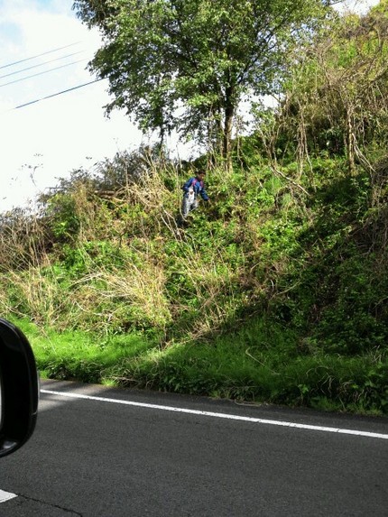 タラの芽、今、採ってます、もっ...