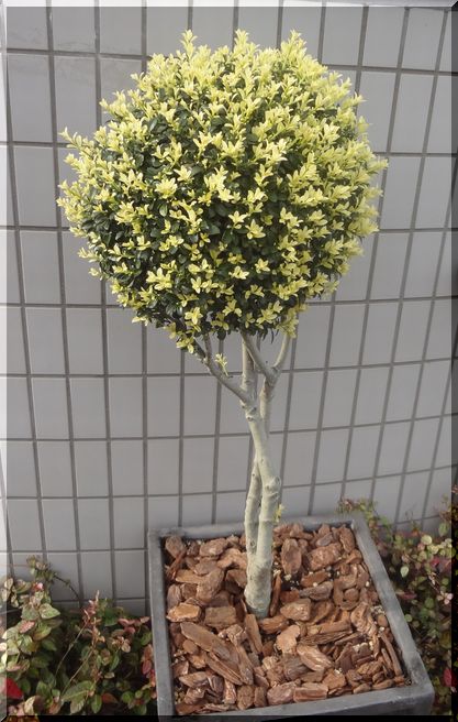 キンメツゲ