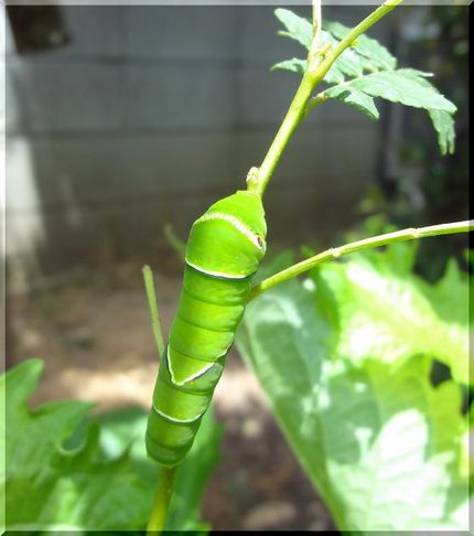 これはアゲハの幼虫、まちがいな...