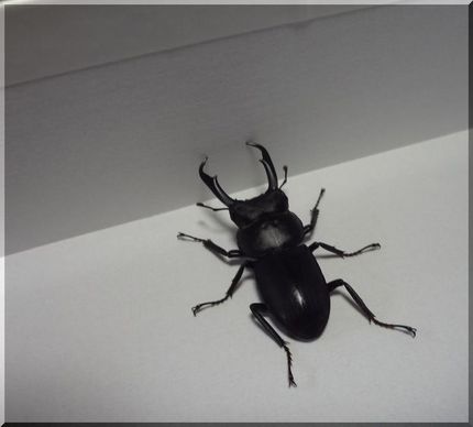 コクワガタ