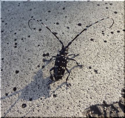こんどはゴマダラカミキリ　　　...