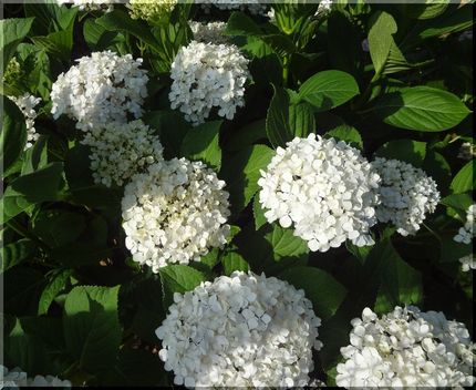 白い紫陽花、欲しくてぇ。 真っ...