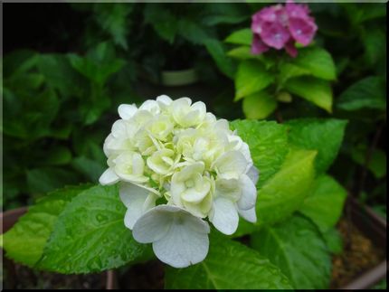 付かなかったと思った白い紫陽花...