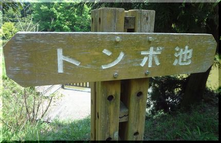 モノサシトンボですね。(^_-...