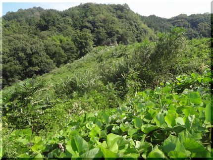 この夏草で覆われた斜面がダムの...