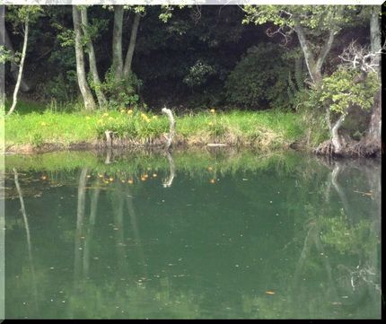湖面(ため池)に写って、なんだ...