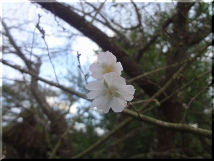10月桜がさいていました。
