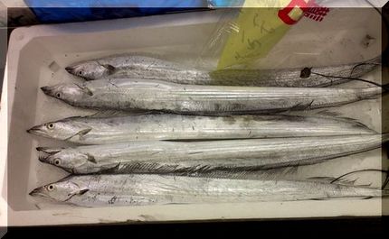 久しぶりにお魚屋さんに行ったら...